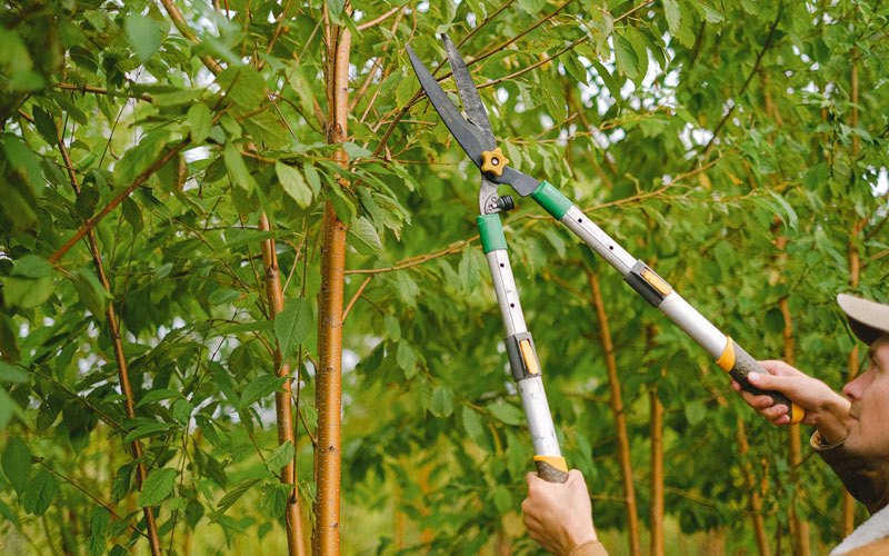 Tree trimming in Spiritwood, ND