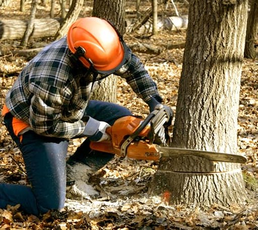 Tree Removal in Spiritwood, ND